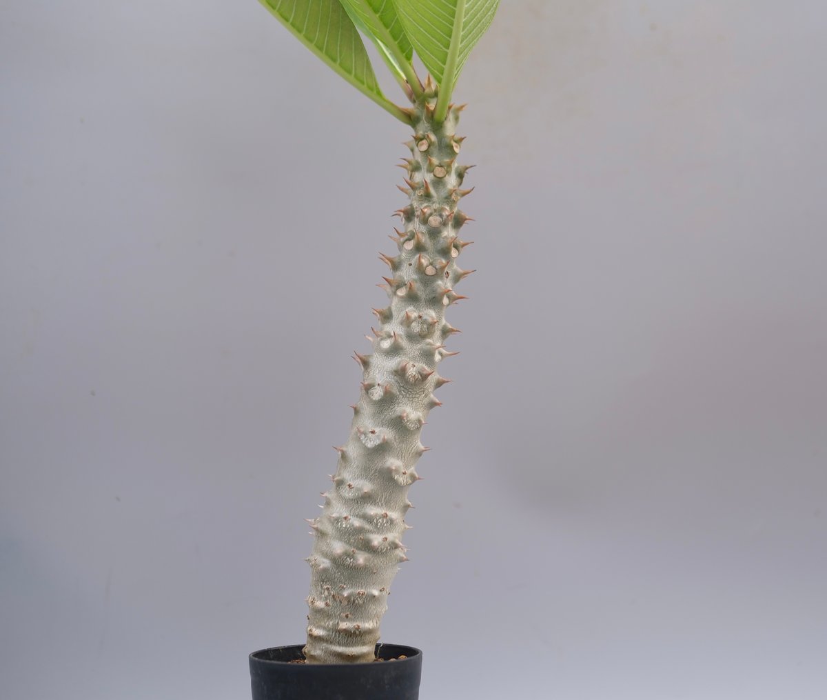 パキポディウム 一本尼✖️魔界王　実生 パキポディウム 一本尼✖️魔界王 実生