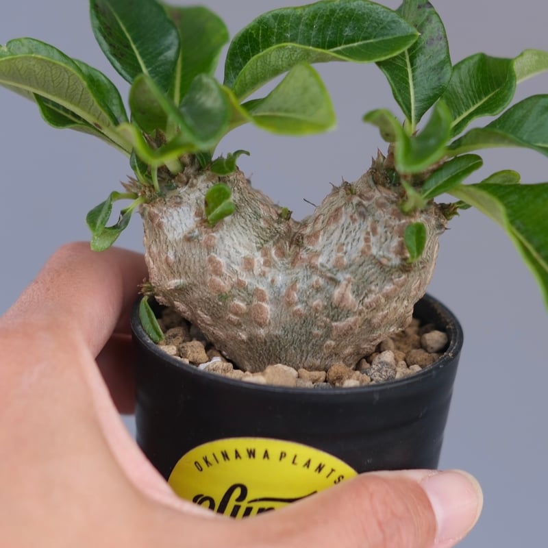 パキポディウム ウィンゾリー 実生株 095 Pachypodium windsorii |