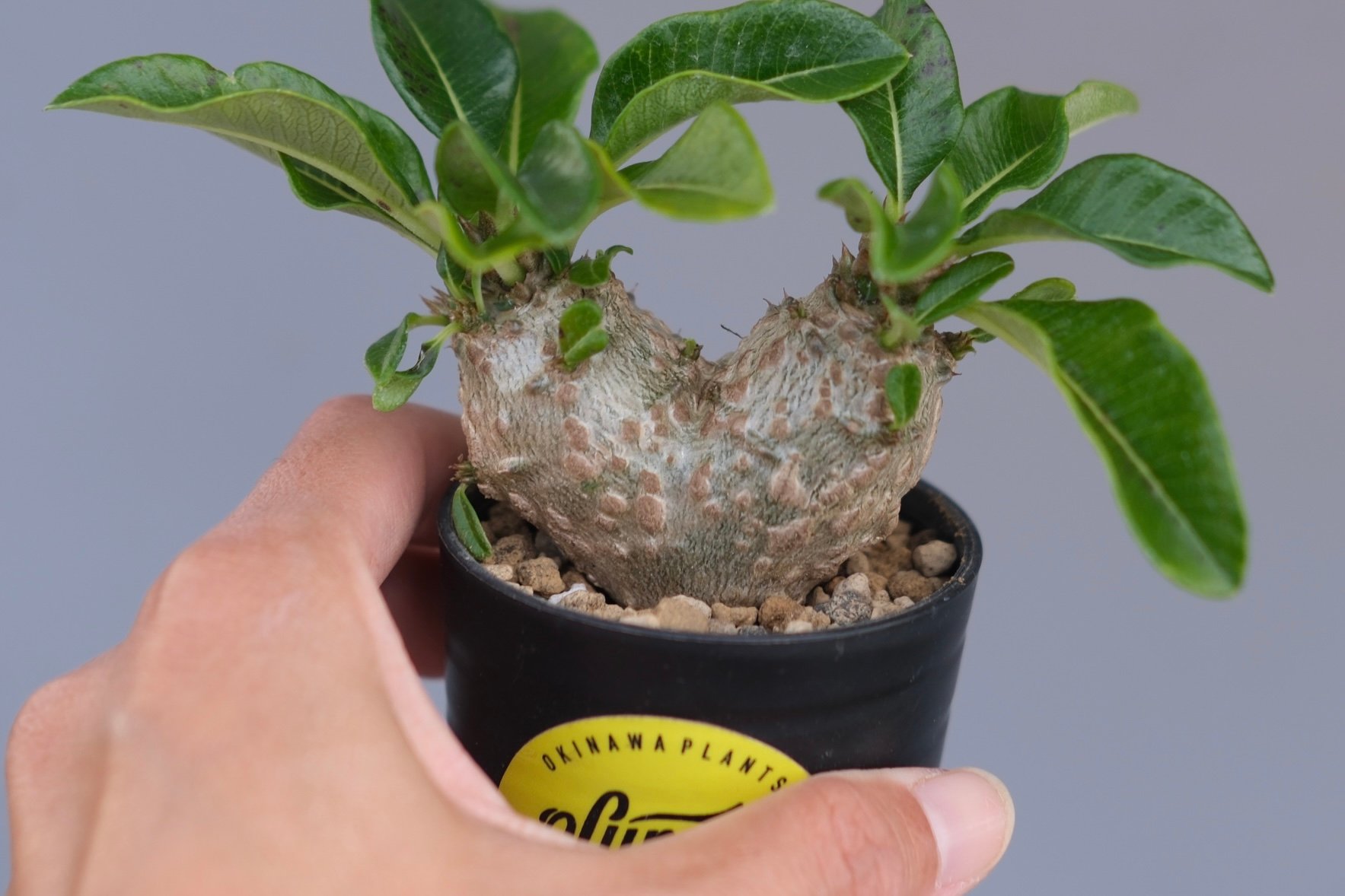 パキポディウム ウィンゾリー 実生株 095 Pachypodium windsorii |