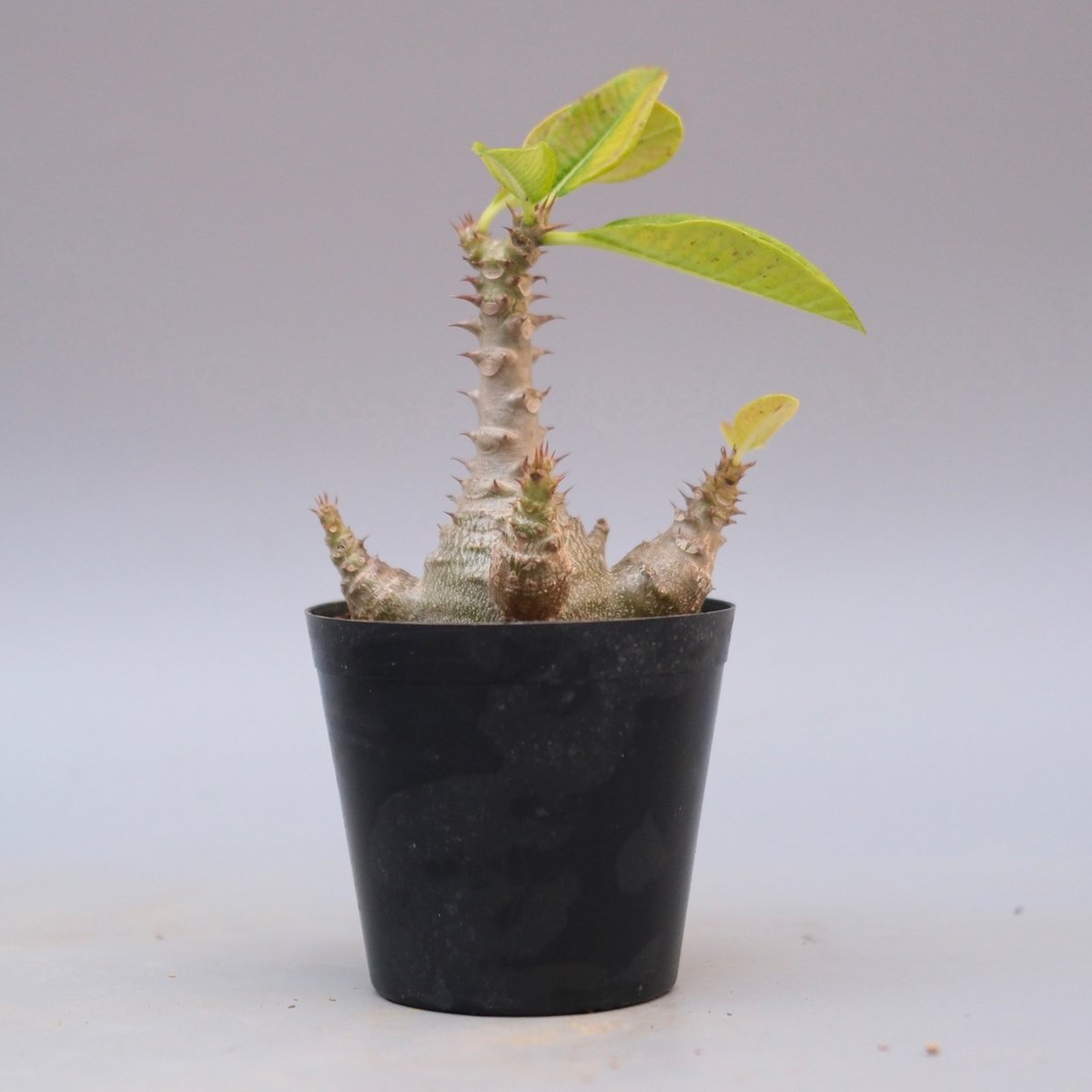 パキポディウム ウィンゾリー 実生株 122 Pachypodium windsorii |