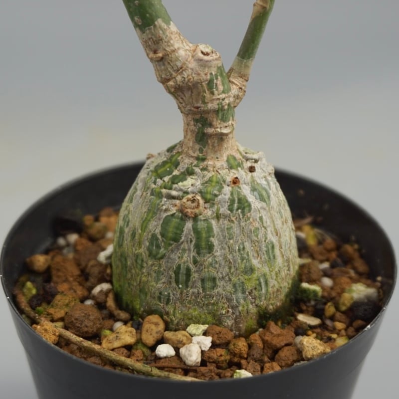 まんまる型 プセウド ボンバックス 047 Pseudobombax ellipticum |