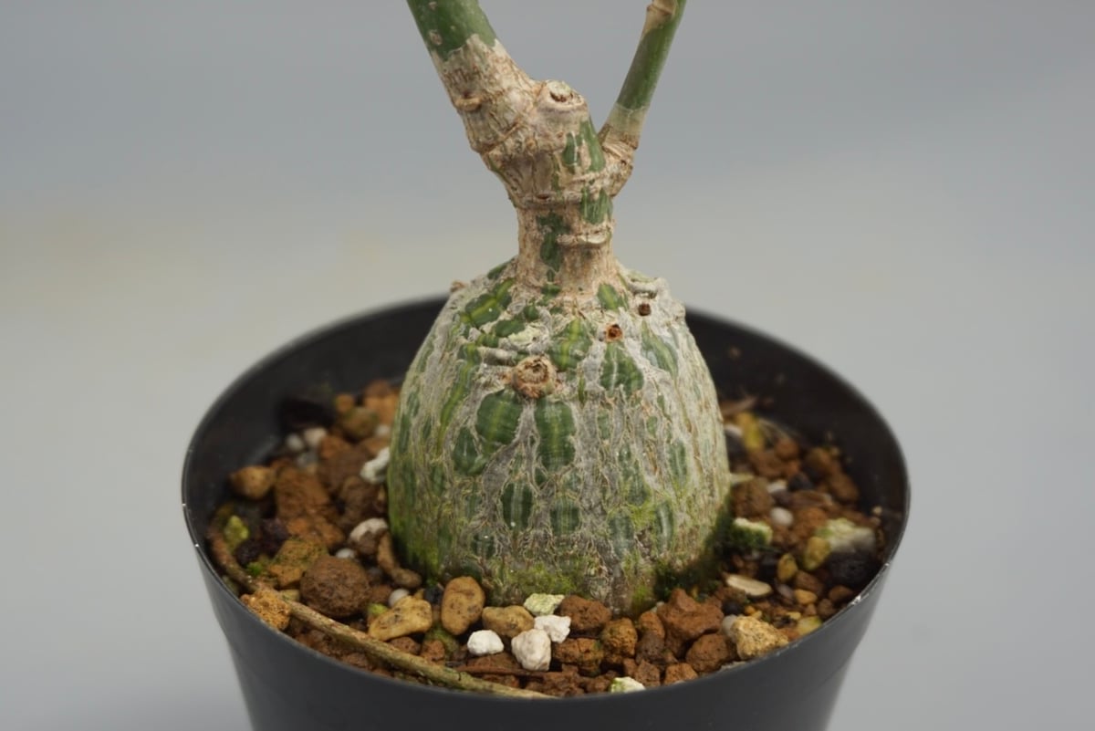 ボンバックス　真ん丸　美形 まんまる型 プセウド ボンバックス 047 Pseudobombax ellipticum |