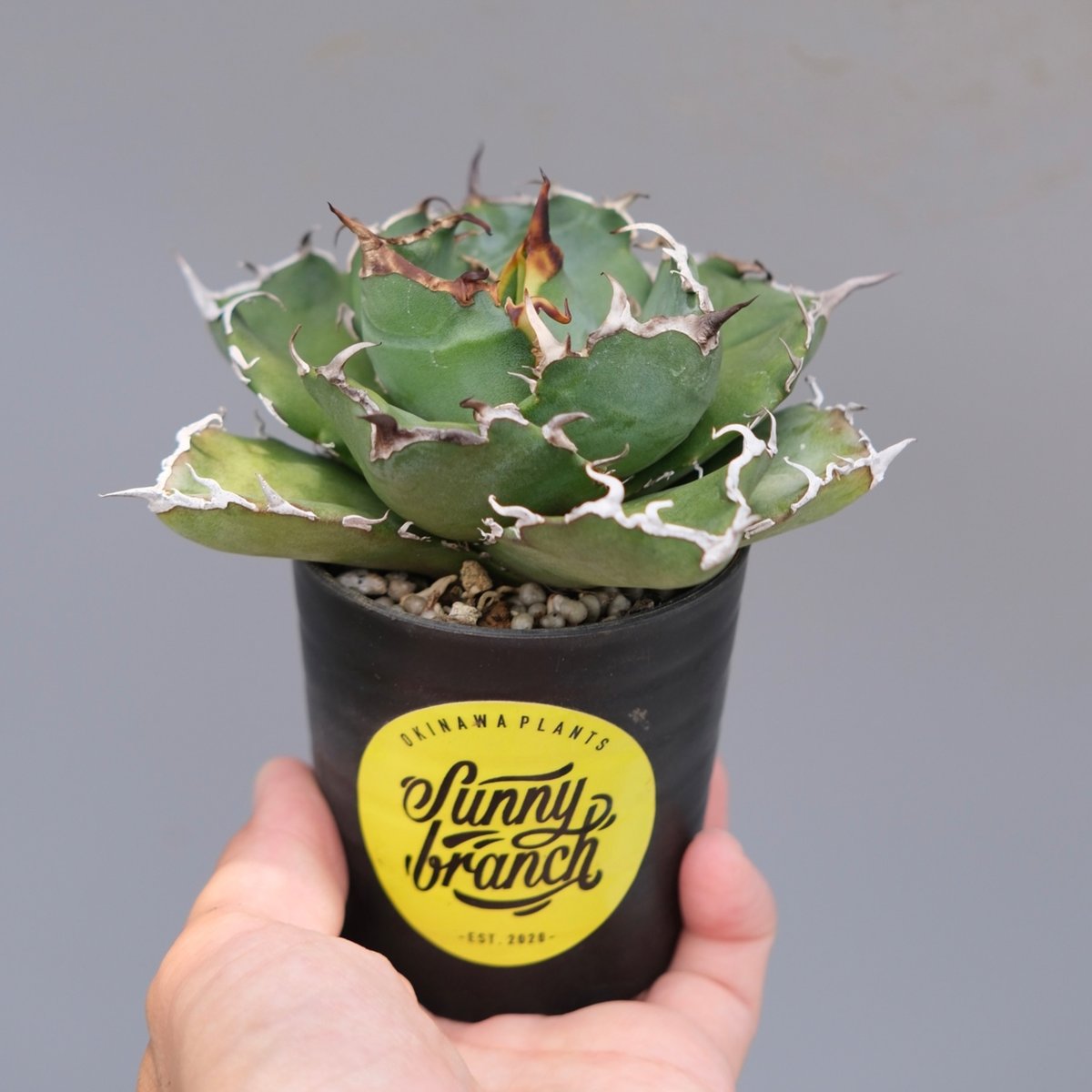 アガベ チタノタ 白鯨 Agave titanota white whale 222 | Su
