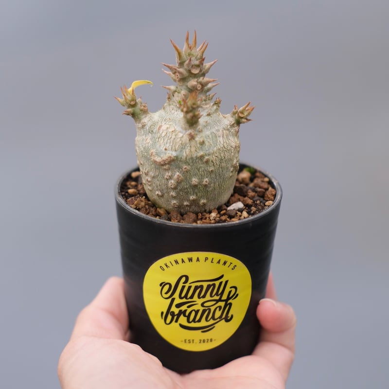 パキポディウム ウィンゾリー 実生株 130 Pachypodium windsorii |