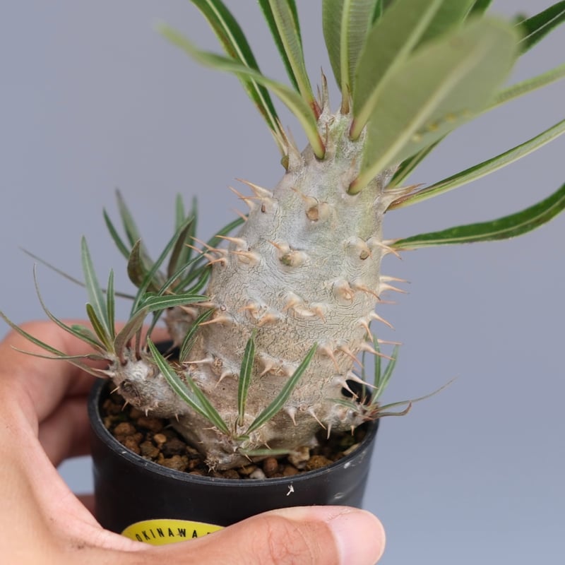 パキポディウム カクチペス 実生株 026 Pachypodium cactipes | Su