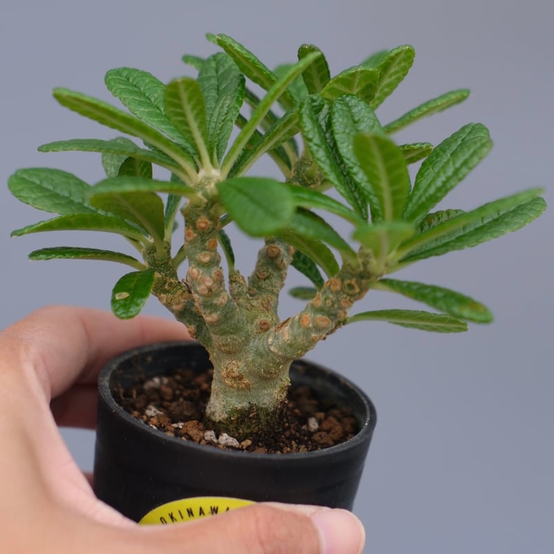 ドルステニア ギガス042 Dorstenia gigas | Sunny Branch
