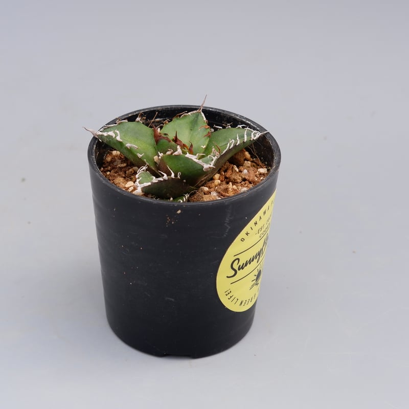 アガベ チタノタ シーザー Agave titanota caesar 096 | Sunny
