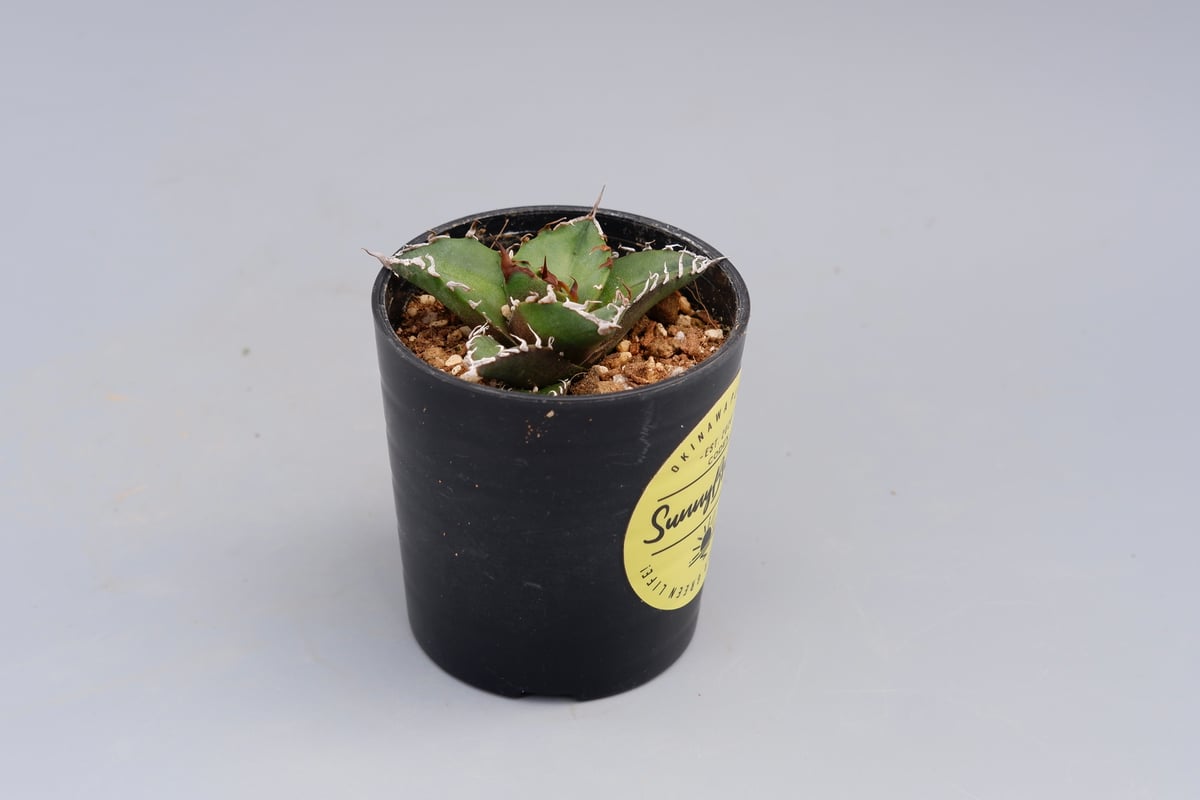 アガベ チタノタ シーザー Agave titanota caesar 096 | Sunny