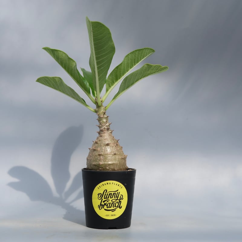 パキポディウム ウィンゾリー 実生株 068 Pachypodium windsorii |