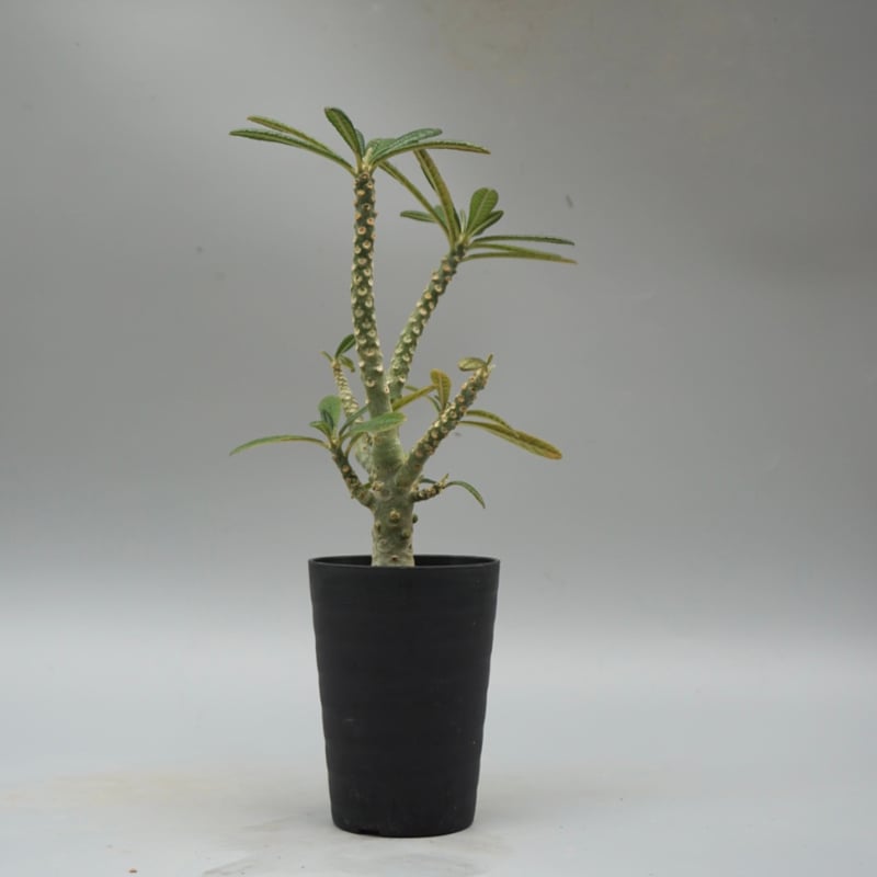 ドルステニア ギガス033 Dorstenia gigas | Sunny Branch