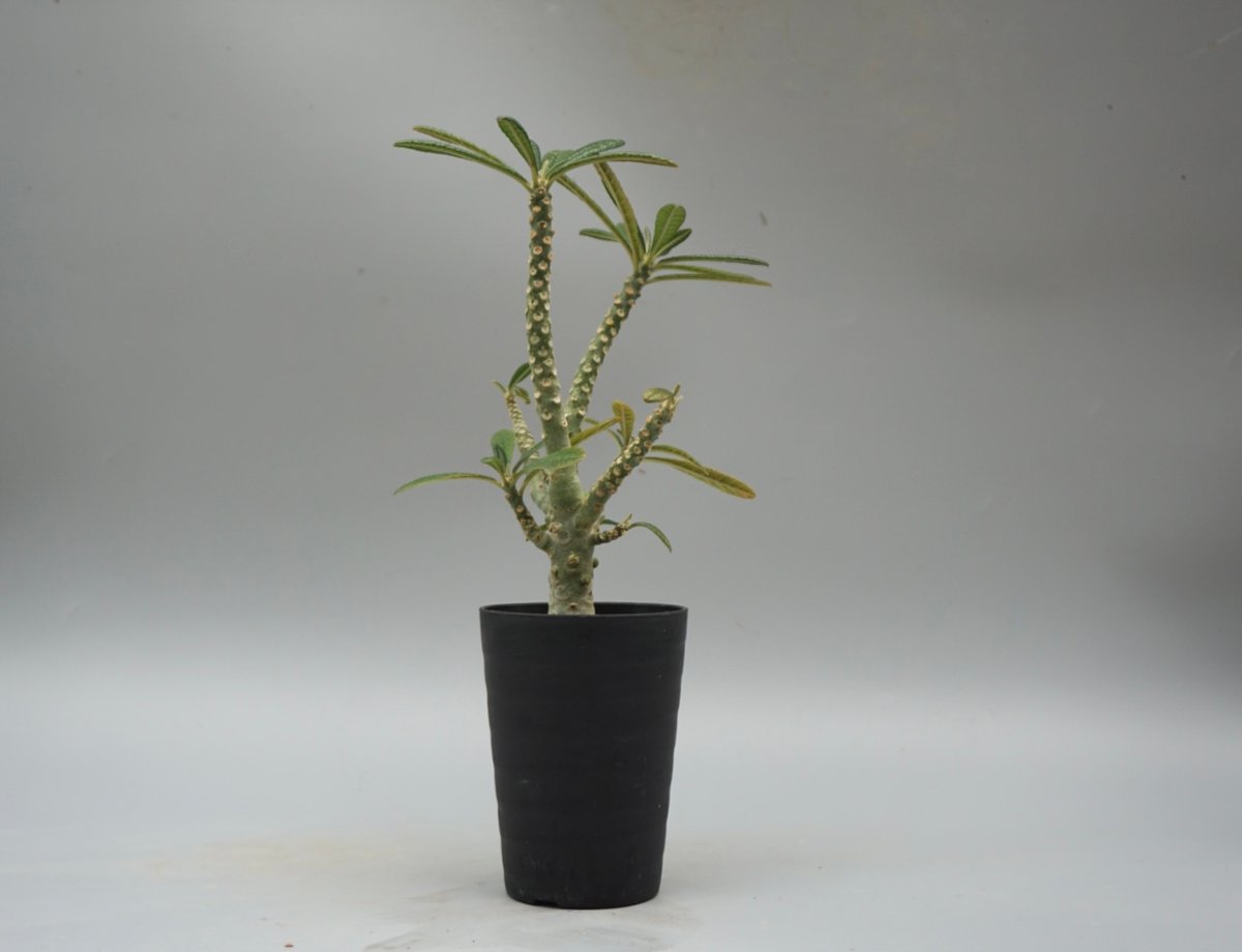 もも　ドルステニア　ギガス ドルステニア ギガス033 Dorstenia gigas | Sunny Branch