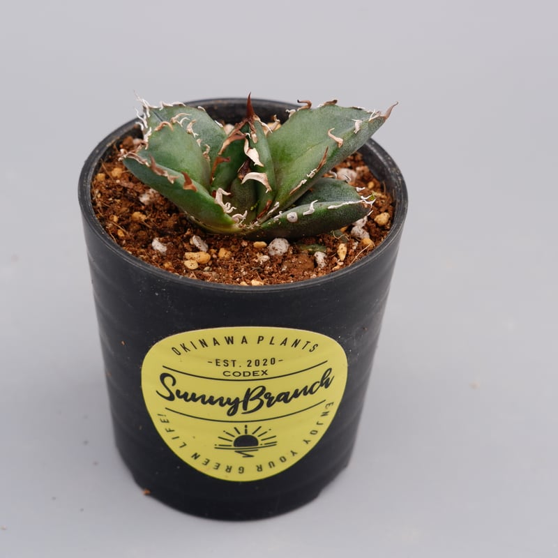 アガベ チタノタ 白鯨 Agave titanota white whale 106 | Su