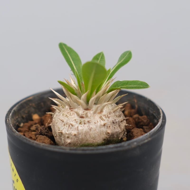 パキポディウム エニグマチカム 実生株 Pachypodium enigmaticum 004