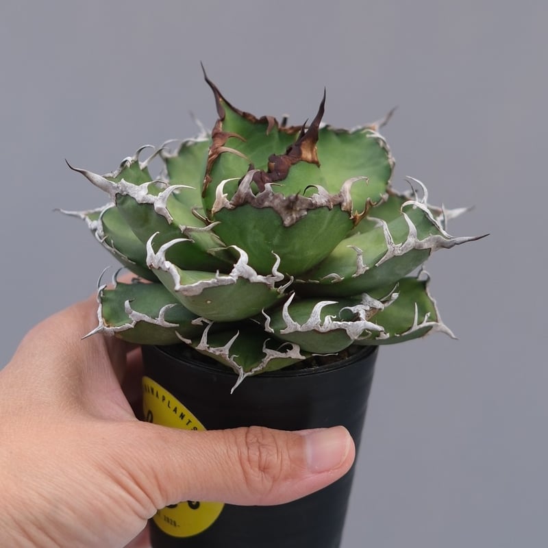 アガベ チタノタ シーザー Agave titanota caesar 194 | Sunny