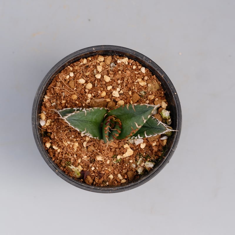 アガベ オテロイ 実生株 Agave oteroi seeding 084 | Sunny