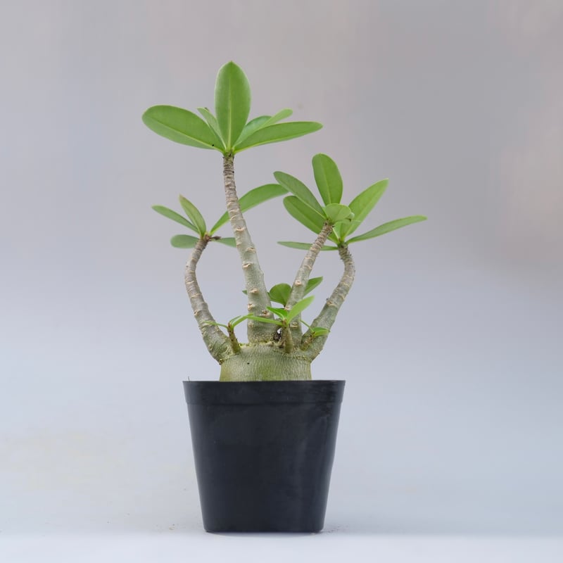 アデニウム アラビカム PNW 実生株 Adenium arabicum Phet na wa