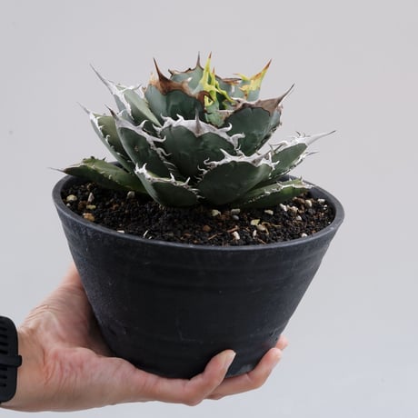 チタノタ烈焔 | STORES