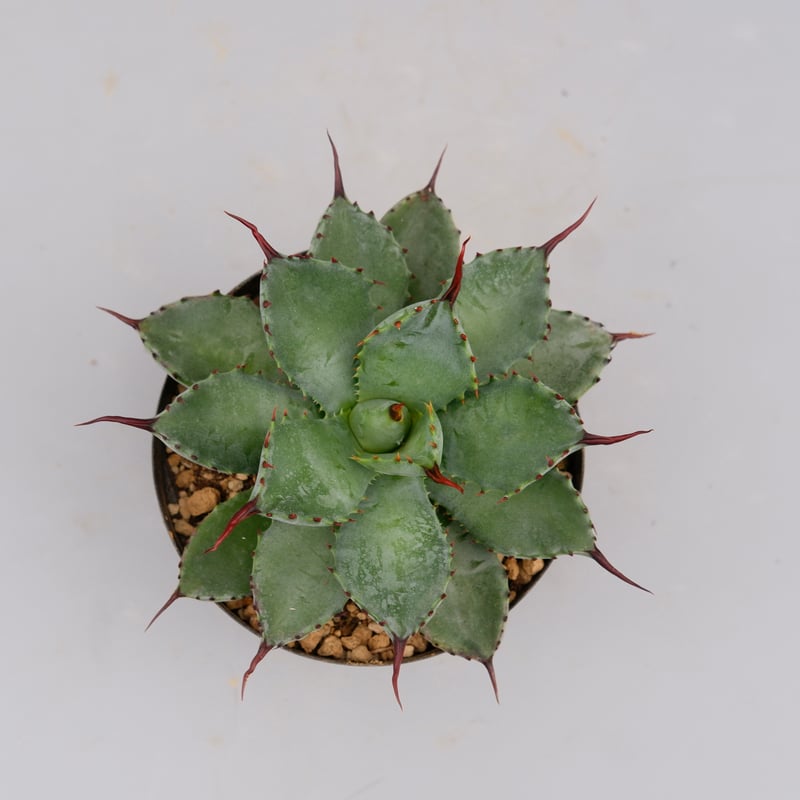 【goodtaniku】GT 曲刺八雷 台湾Agave 曲刺八雷（八荒殿×雷神 Agave macroacantha × potato