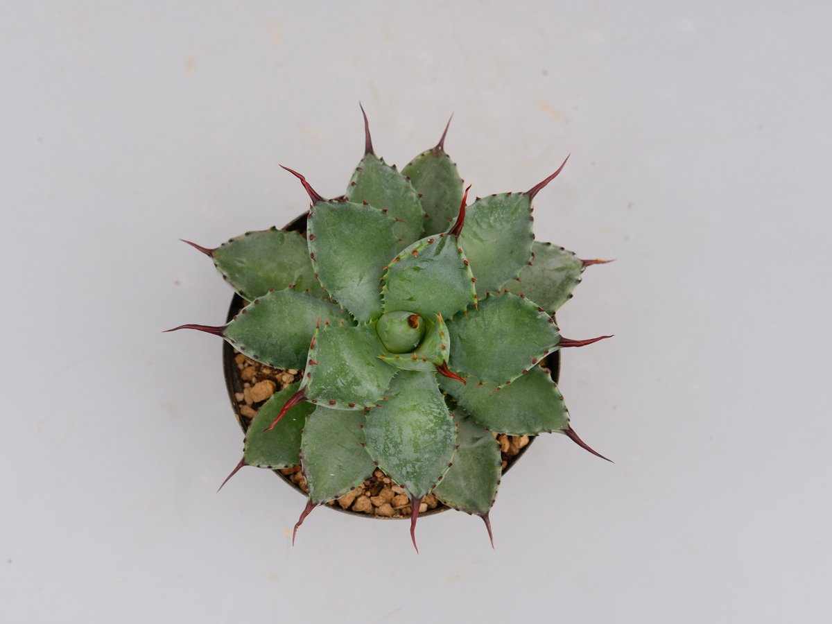 曲刺八雷(八荒殿×雷神 Agave macroacantha × potatorum)八荒 曲刺八雷(八荒殿×雷神 Agave macroacantha × potatorum)八荒