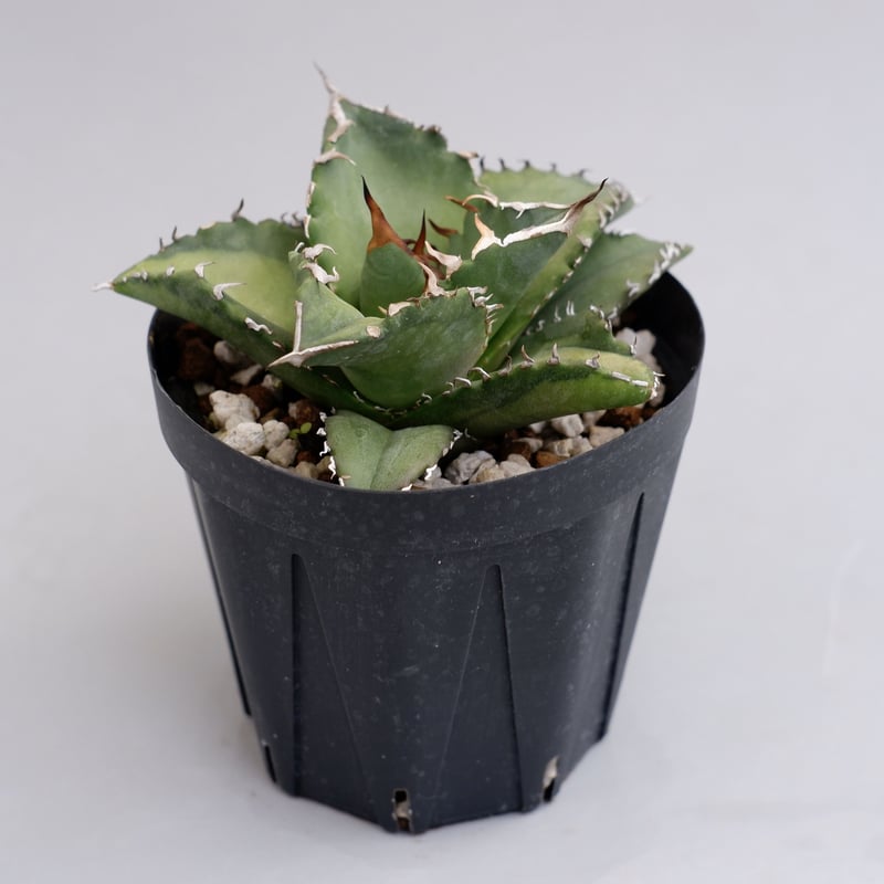 アガベ チタノタ ソーラーエクリプス 夕映 agave titanota Solar ecli