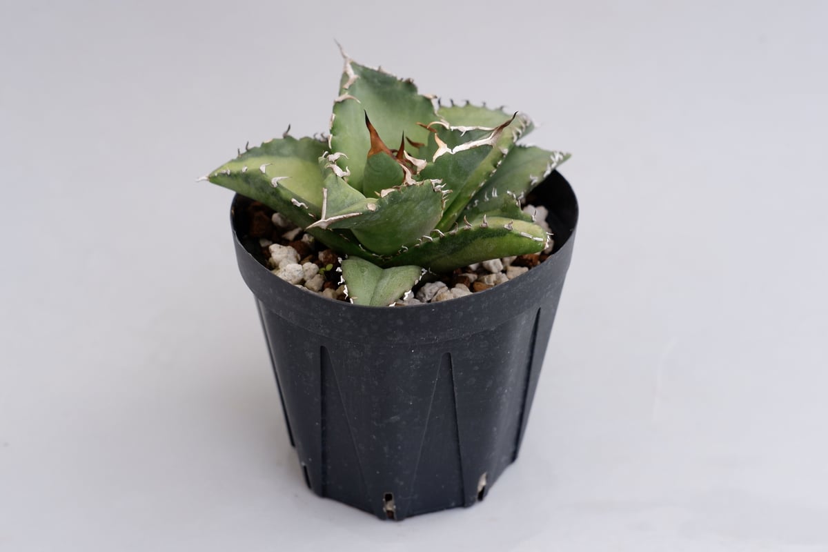 現品鉢ごと発送 アガベ チタノタ 夕映 ソーラーエクリプス アガベ チタノタ ソーラーエクリプス