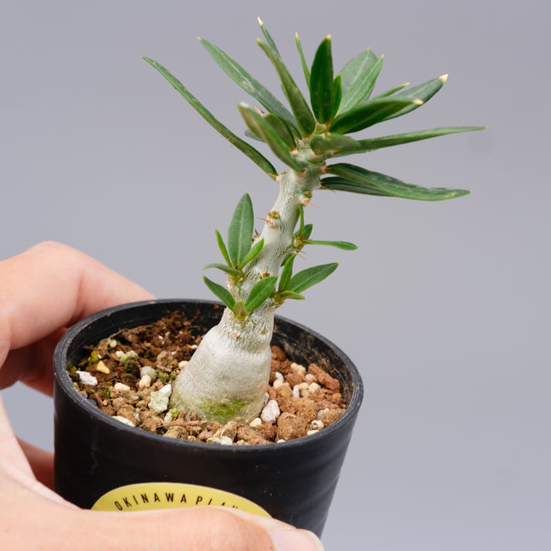 パキポディウム ビスピノーサム Pachypodium bispinosum 007 | Su