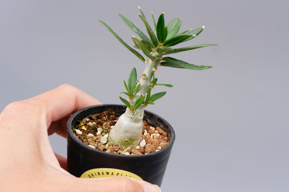 パキポディウムビスピノーサム パキポディウム ビスピノーサム Pachypodium bispinosum 007 | Su
