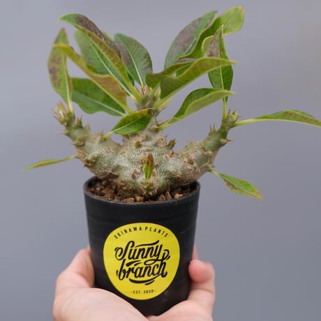 パキポディウムウィンゾリー | STORES