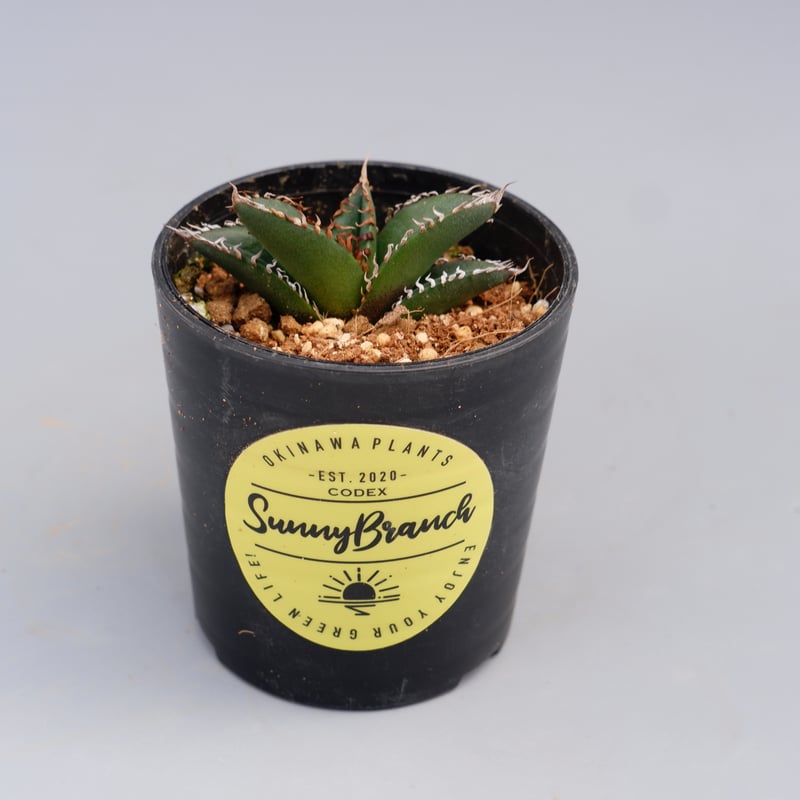 アガベ オテロイ 実生株 Agave oteroi seeding 084 | Sunny