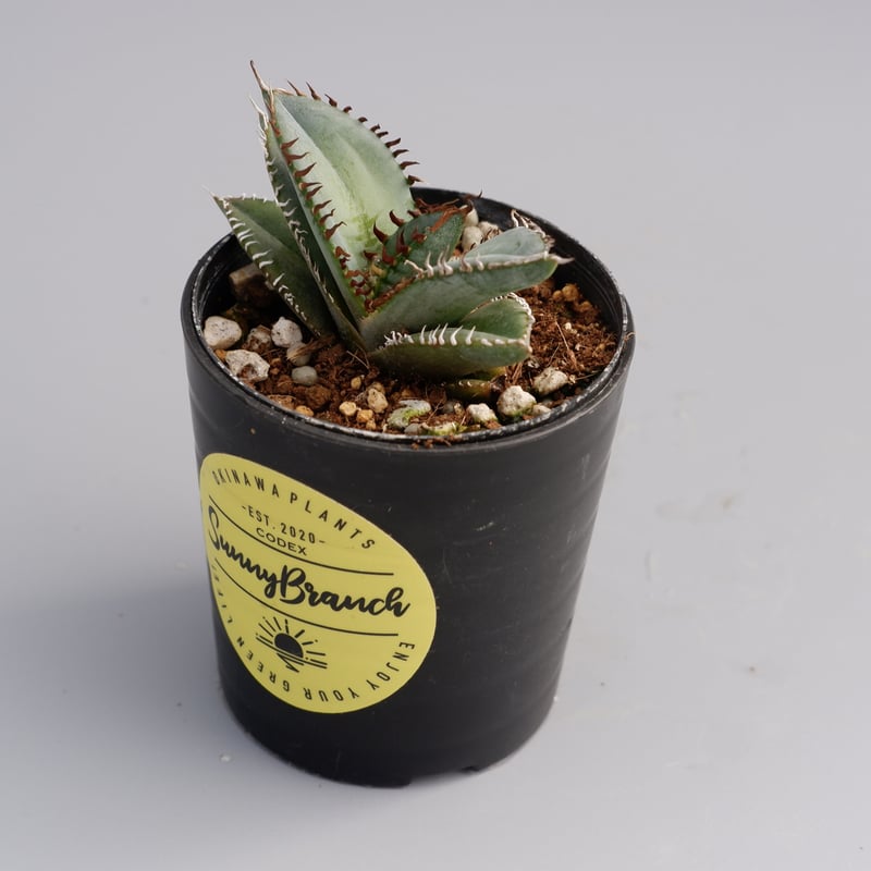 アガベ オテロイ 実生株 Agave oteroi seeding 047 | Sunny アガベ オテロイ 実生株 Agave oteroi seeding 047 | Sunny