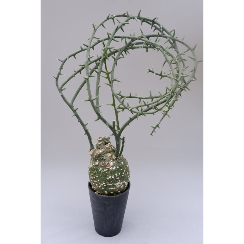 アデニア グロボーサ002 Adenia globosa【発根済み】 | Sunny Branch