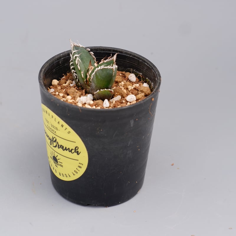 アガベ オテロイ 実生株 Agave oteroi seeding 089 | Sunny