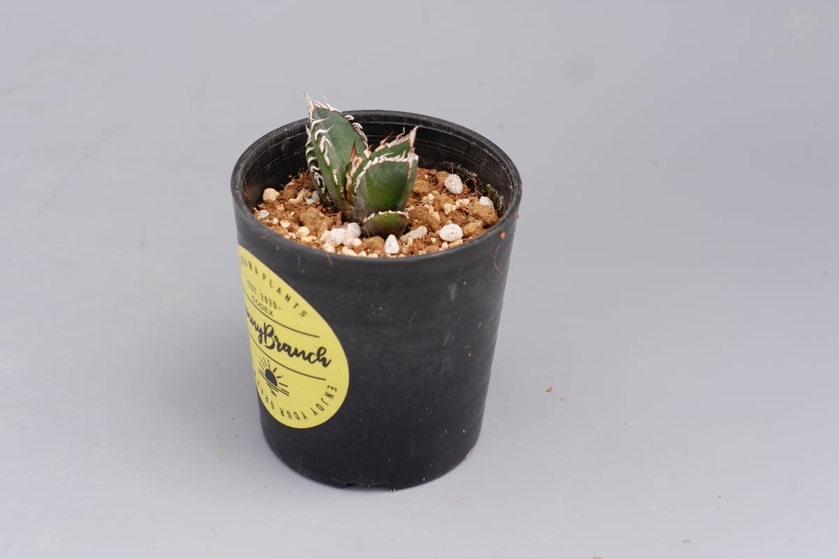 アガベ オテロイ 実生株 Agave oteroi seeding 089 | Sunny