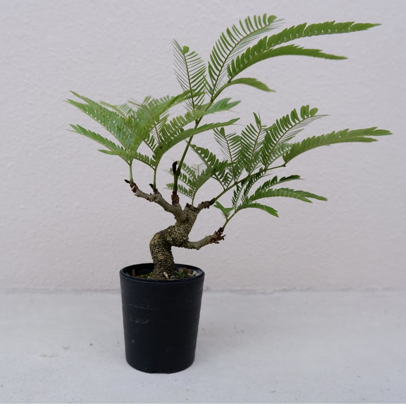 エバーフレッシュ 2 エバーフレッシュ LL – 鉢人Green