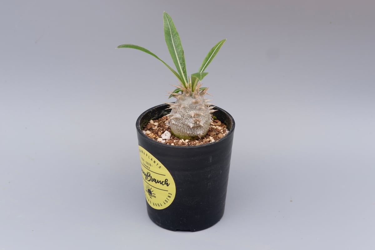 パキポディウム ロスラーツム 実生株 010 Pachypodium rosulatum v