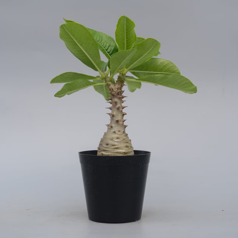 パキポディウム ウィンゾリー 実生株 076 Pachypodium windsorii |
