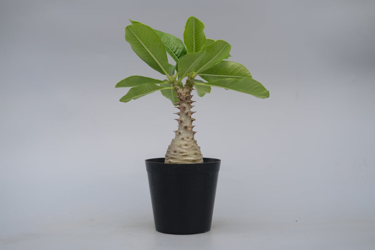 パキポディウム ウィンゾリー 実生株 076 Pachypodium windsorii |