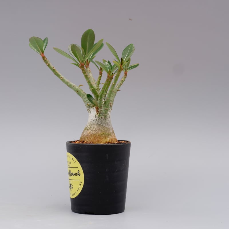 アデニウム　ソマレンセ　超大株 Adenium Somalense アデニウム ソマレンセ 発根済現地株 #5 | BONDEX