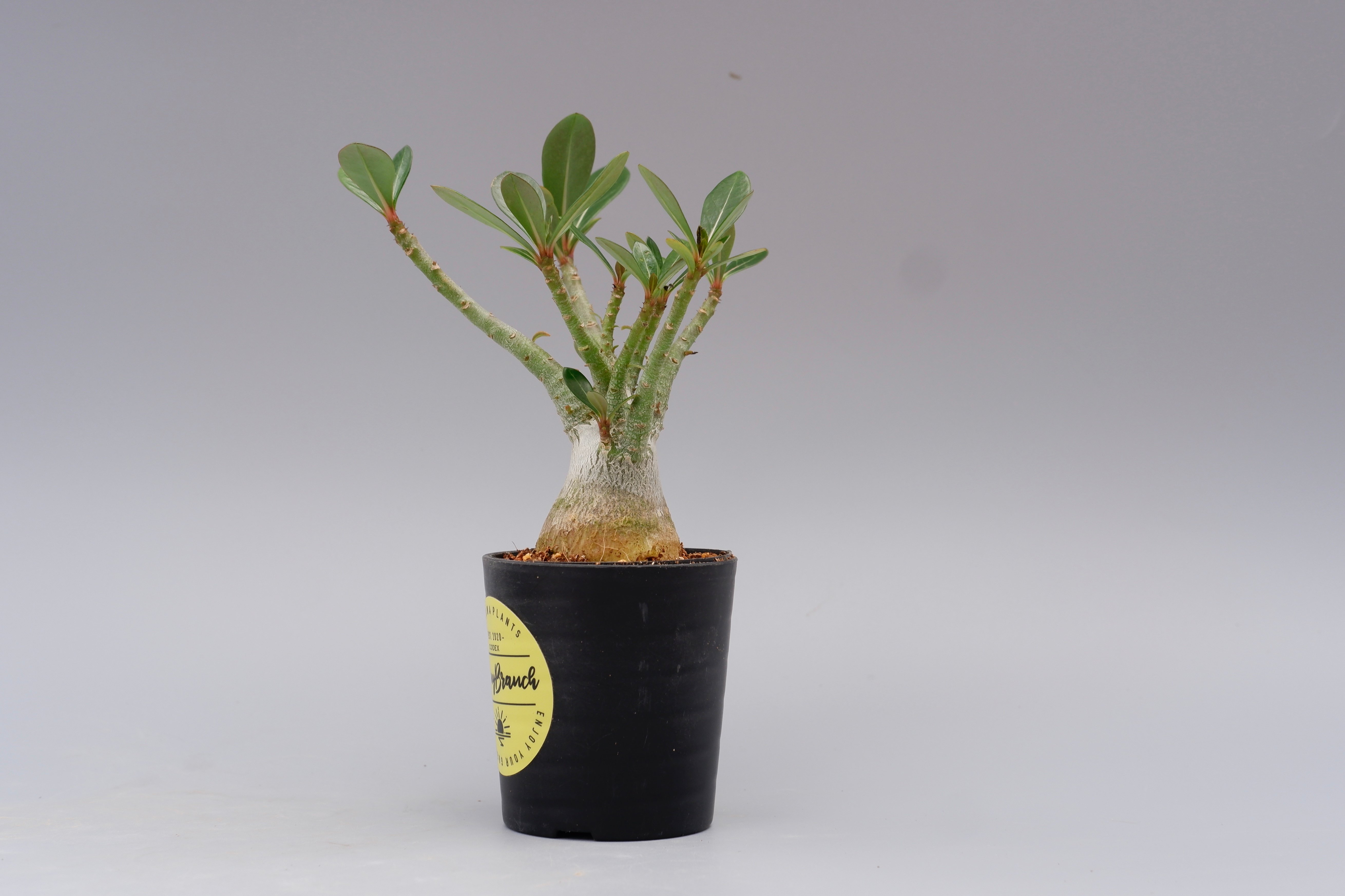 アデニウム ソマレンセ 実生株 Adenium somalense 001 | Sunny