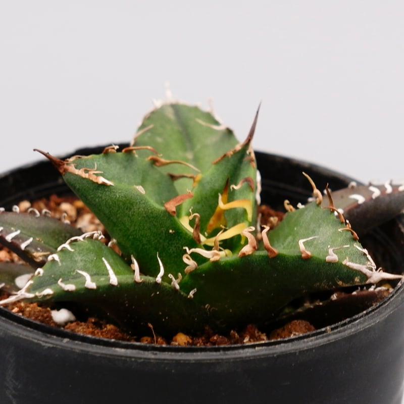 アガベ チタノタ シーザー Agave titanota caesar 093 | Sunny