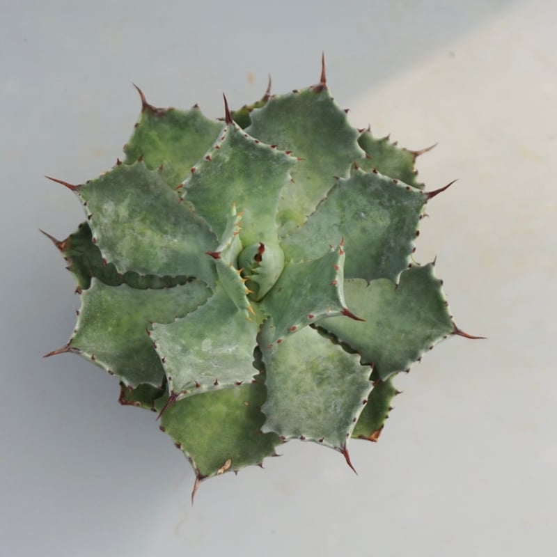 アガベ イシスメンシス 実生株 Agave isthmensis 002 | Sunny Br
