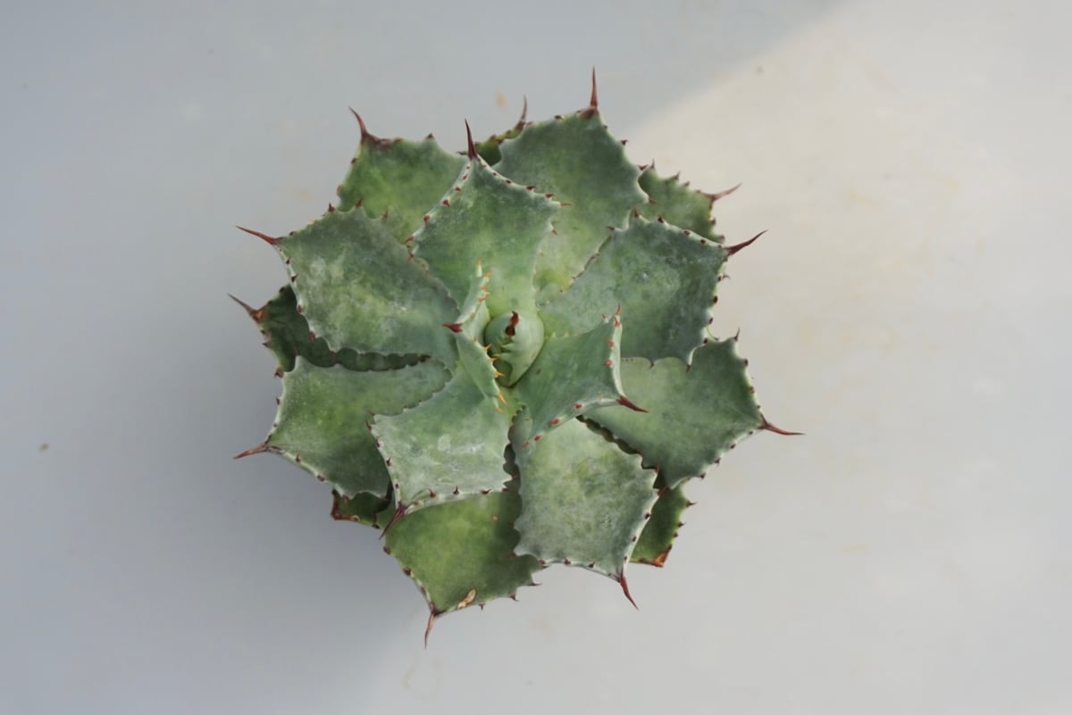 アガベ イシスメンシス 実生株 Agave isthmensis 002 | Sunny Br