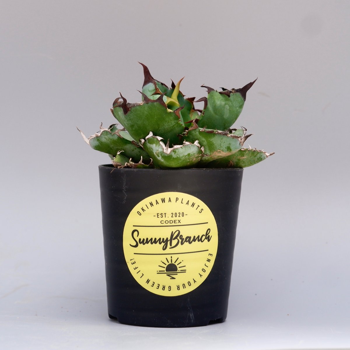 アガベ チタノタ ブラックアンドブルー Agave titanota BB 074 | Sun