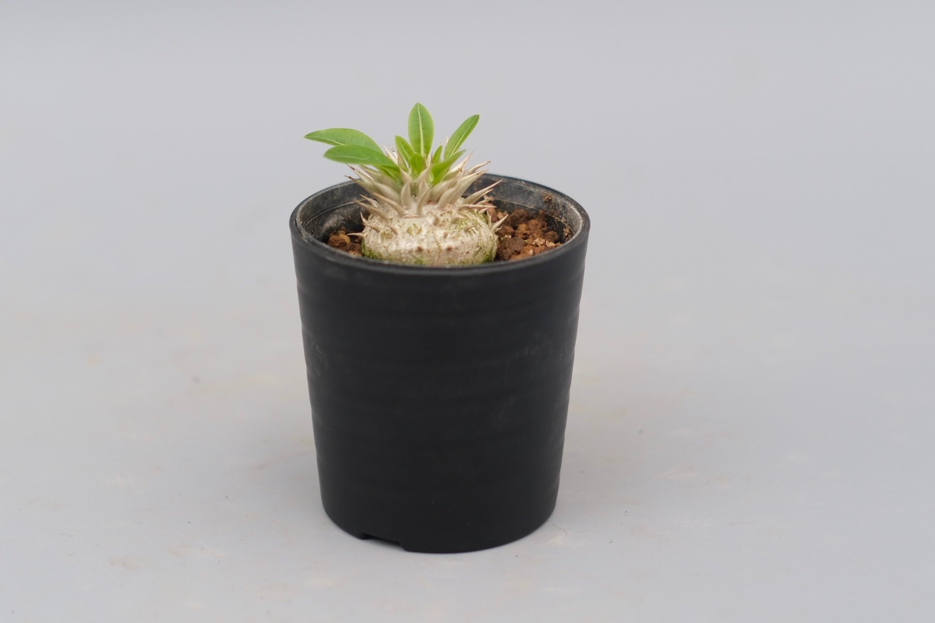 パキポディウム エニグマチカム 実生株 Pachypodium enigmaticum 007