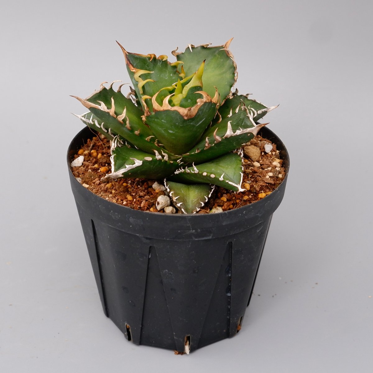 アガベ チタノタ レッドキャットウィーズル Agave titanota Red Catwee