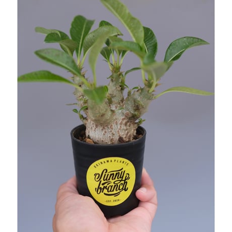 パキポディウムウィンゾリー | STORES