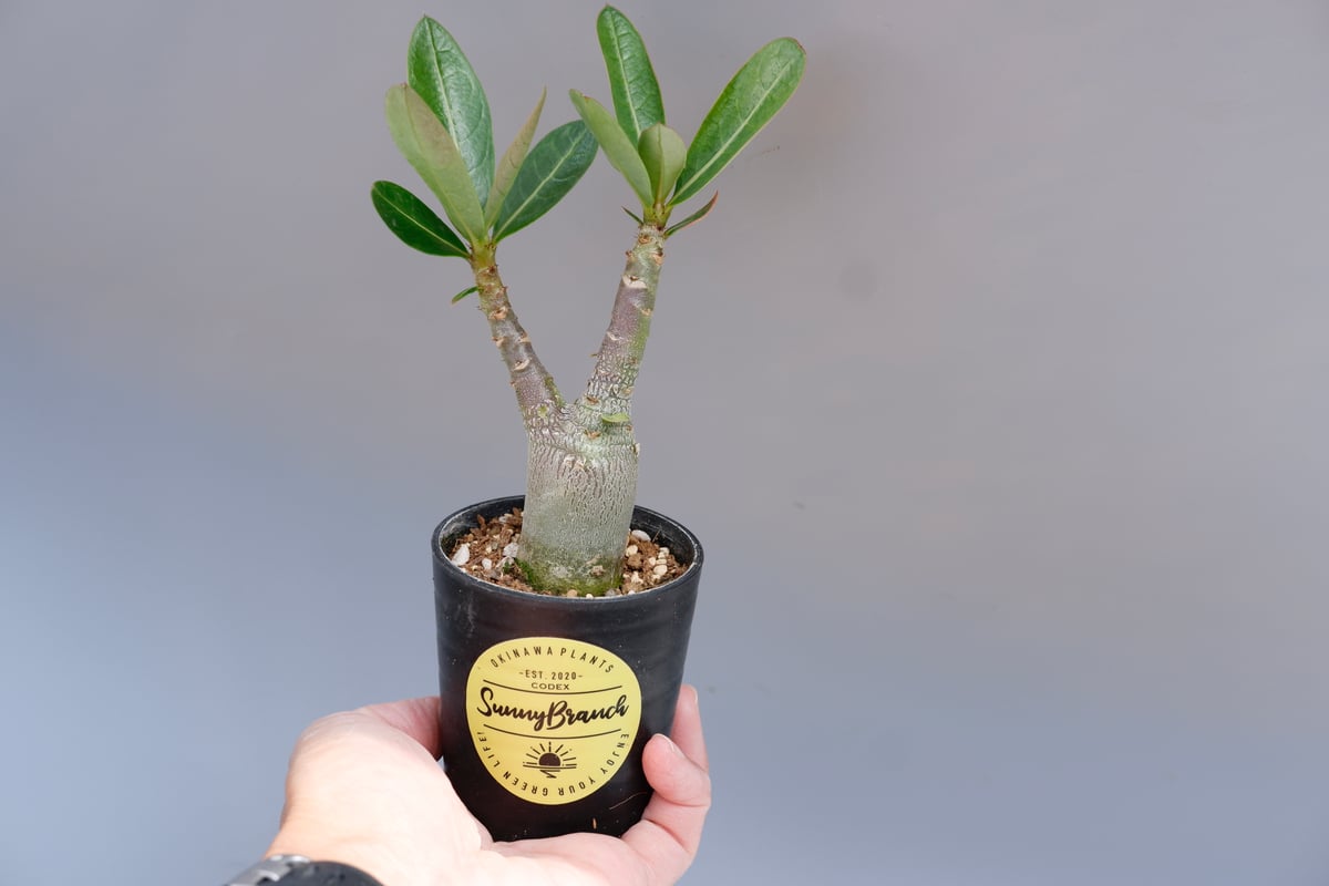 アデニウム アラビカム ブラックステム 実生株 Adenium arabicum アデニウム アラビカム ブラックステム 実生株 Adenium arabicum
