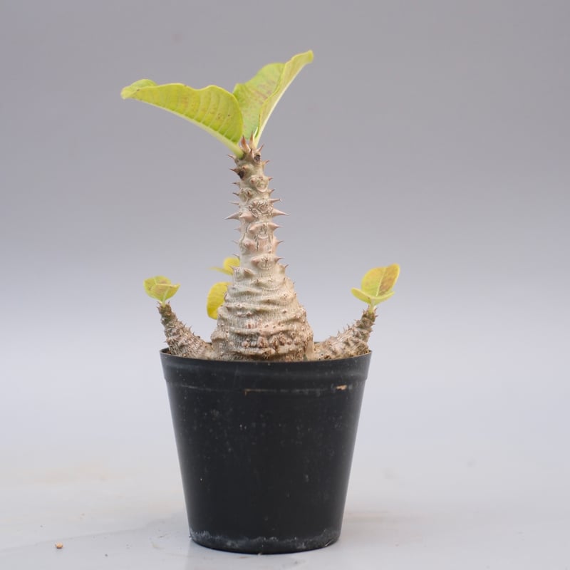 パキポディウム ウィンゾリー 実生株 126 Pachypodium windsorii |