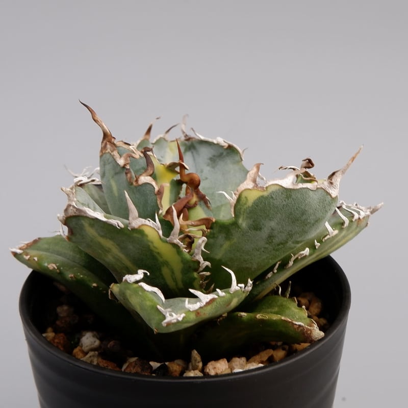 斑入り】アガベ チタノタ 白鯨 Agave titanota white whale 197 斑入り】アガベ チタノタ 白鯨 Agave titanota white whale 197
