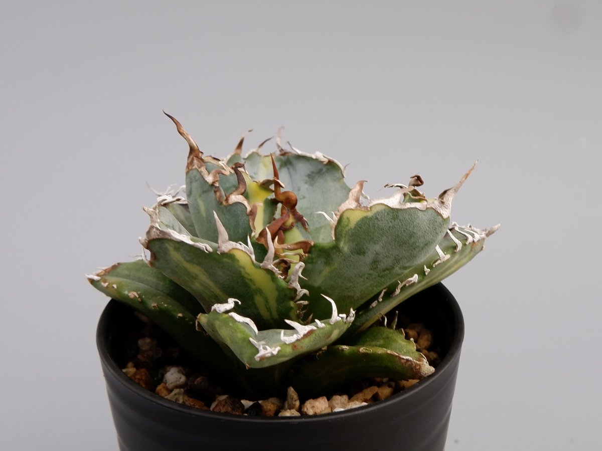 斑入り　白鯨　アガベ　オテロイ　チタノタ アガベ agave チタノタ オテロイ 白鯨 | Pay ID